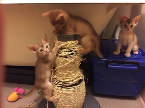 котята абессинской породы