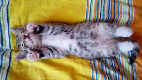 Отдам котёнка девочку 
