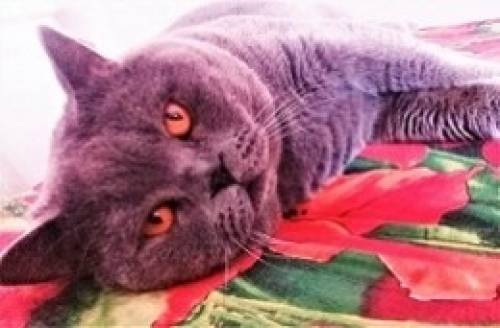 Вязка с Шотландским котом с прямоухим 