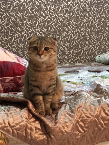 Шотландский вислоухий Кот для вязки (железнодорожный)
