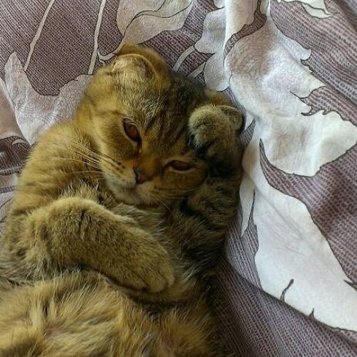 Ищем кота для вязки