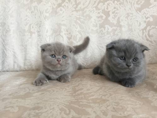 котята британской породы
