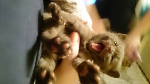 Шоколадная кошечка шотландка 