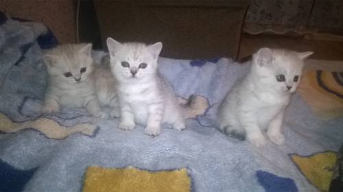 котят британец серебристый 