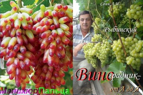 Рыьинский виноградник от А до Я