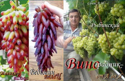 Рыбинский виноградник от А до Я
