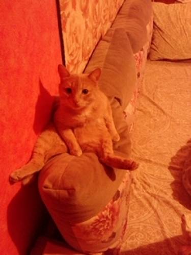 Отдам кота в добрые руки