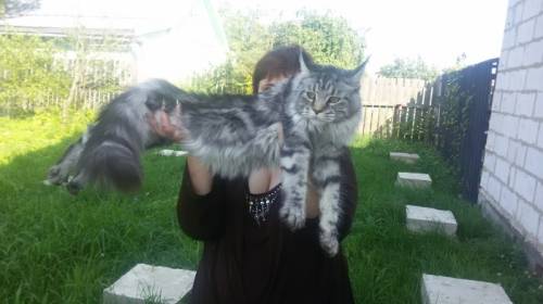 Котята  Мэйн  Кун высокопородные, готовы к переезду