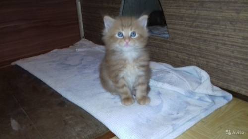 Котята мейн кун