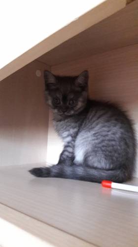 Продаются шотландские котята