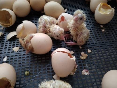 Продам цыплят породы Бресс Гальская