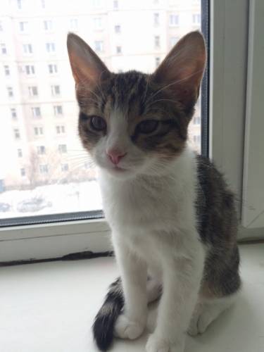 Отдам в добрые руки котят