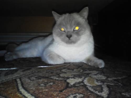 Кот породы британский поинт блю
