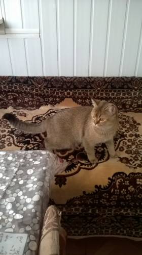 продается кошка чаузиF1