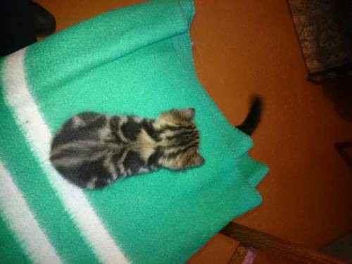 Котик с редким, уникальным окрасом из четких линий