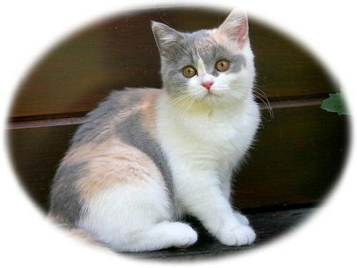 кошка. отдам даром. в добрые руки