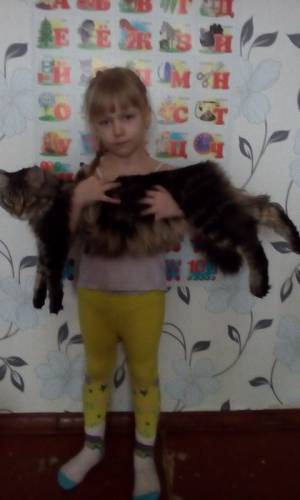 Вязка кота Мэйн Кун