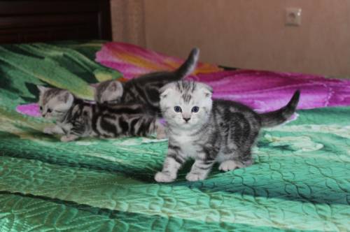 продаются шотландские котята