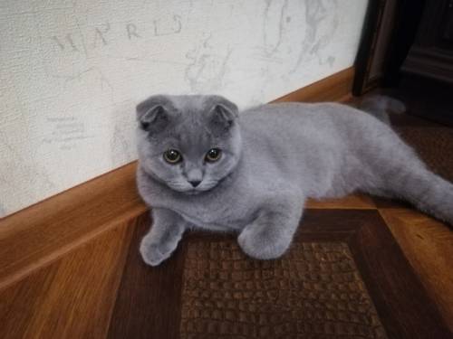 Шотландский вислоухий котик