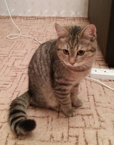 отдаю очень красивого котика в добрые руки