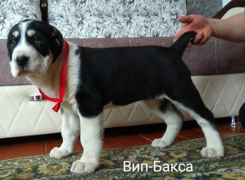 Щенки Алабая Караганда