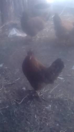 Продаю кур недорого
