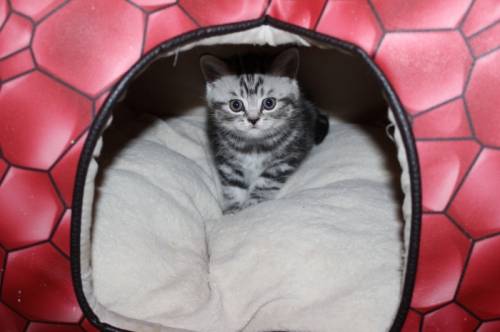 Продаю породистых котят 
