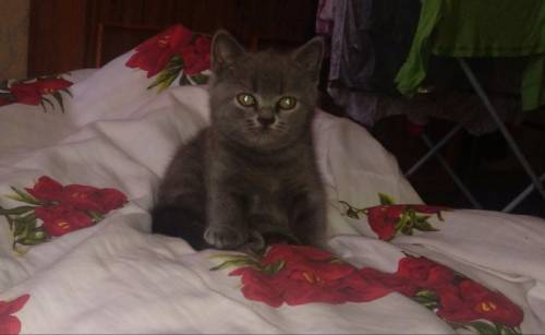 Британский симпатичный котенок