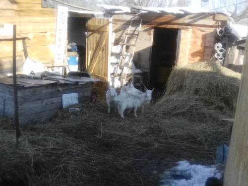 продам козлят, породы заненская и альпийская