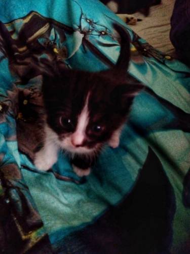 Британские вислоухие котята.