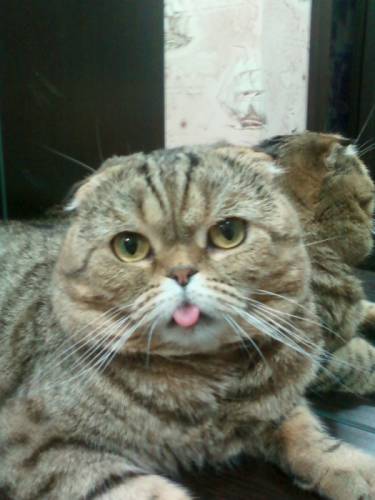 Нежнейший котик приглашает в гости