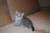Нежнейший котик приглашает в гости