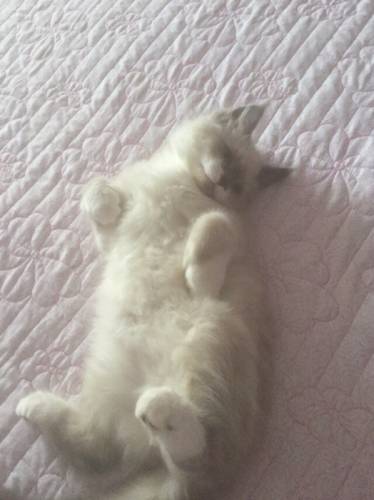 Невские маскарадные котята 