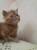 Котята экзотической короткошерстной породы 