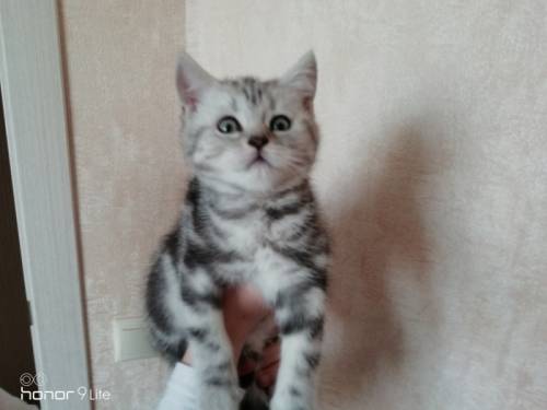 Продаются шотландские котята 