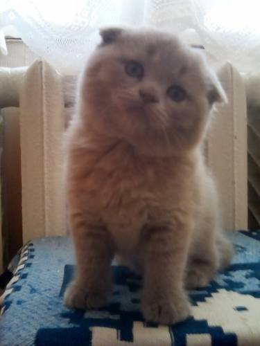 Продам шотландских котят!!!