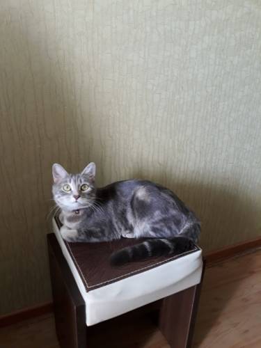 Котенок в добрые руки
