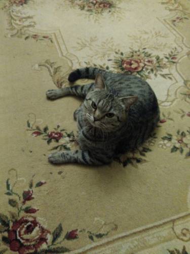 Отдам шотландского кота