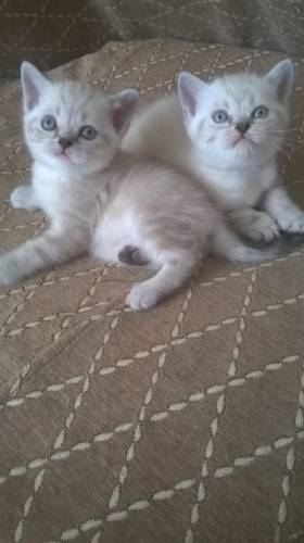 Продаются  котята шотландские 