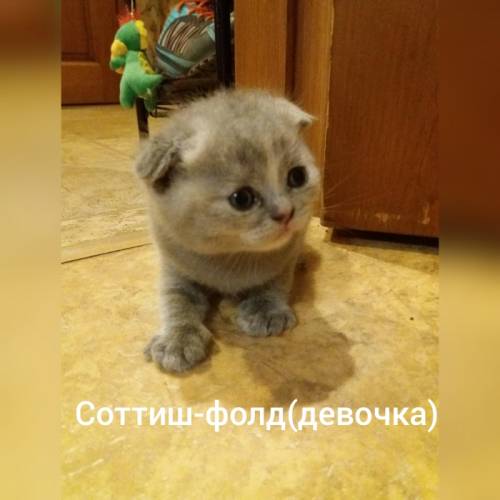 Продам шотландских котят