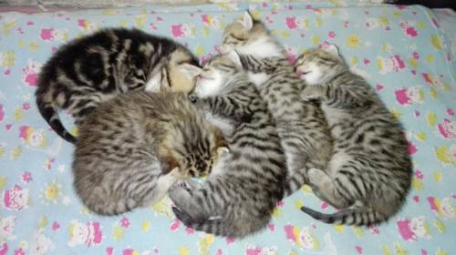 Шотландские чистокровные котята