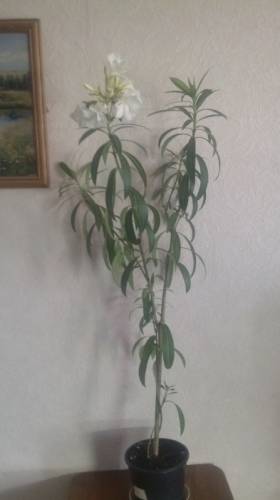 комнатные цветы, растения