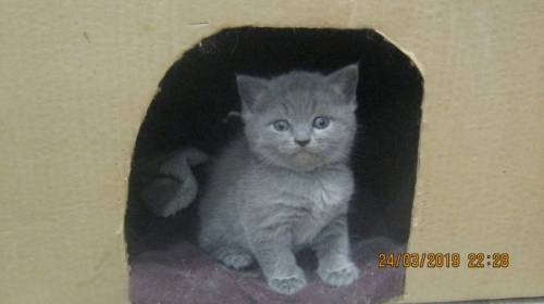 Продам самых симпатичных котят