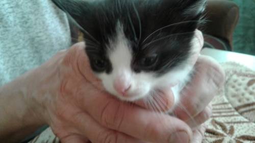 котенок 1 месяц
