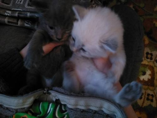 Отдам в добрые руки котят