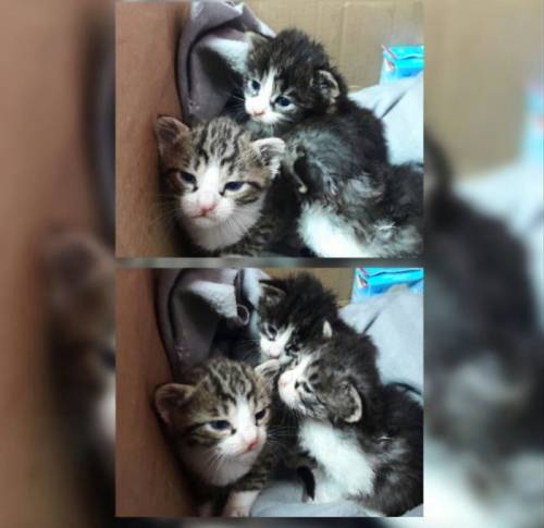 Котята в хорошие руки