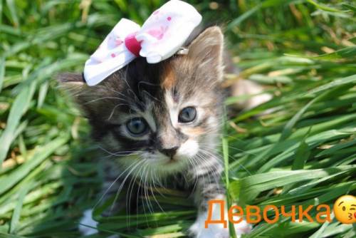 Отдаем красивых котят. 1,5 месяца