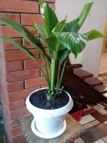 Продам свои комнатные цветы