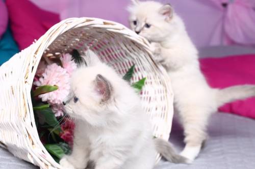 Невские маскарадные котята