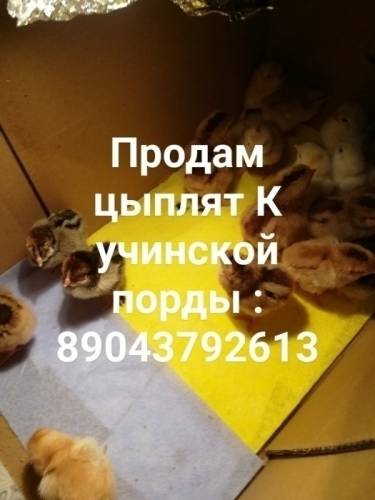 Продам цыплят несушки Кучинской породы